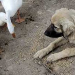 Anatolian Shepherd Dogs from Quackleberry Farm