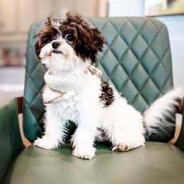 Speedy - Companion Cross