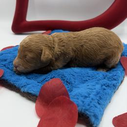 Sally - Red  female Goldendoodle puppy in Central, Arizona from Desert Valley Doodles
