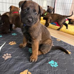 Lando (Royal Blue) - Black sable male Belgian Malinois puppy in Buckeue, Arizona from Légende Vivante Du Chief Kennel