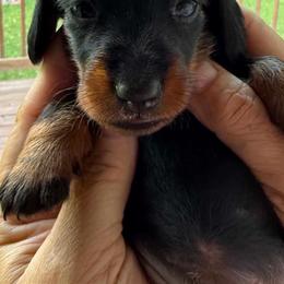 Girl One - Black and tan female Dachshund puppy in Marinette/Green Bay, Wisconsin from Incahoots Smooth and Wirehaired Dachshunds