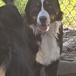 Senna - Bernese Mountain Dog
