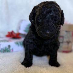 Double Doodle Puppies from Southern Sunshine Doodles