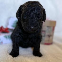 Double Doodle Puppies from Southern Sunshine Doodles