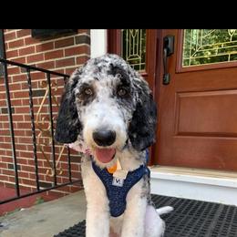 Poodle All Grown Up from Tri-state poodles & Doodles