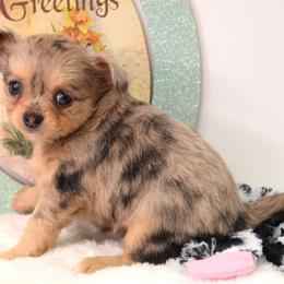 Oma - Blue merle female Chihuahua puppy in Clinton, Missouri from RockyTop Hearts