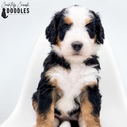 Jolene - Tri-color female Bernedoodle puppy in Tipton, Indiana from Country Creek Doodles
