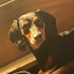 Lilley - Dachshund