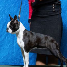 Saffire - Boston Terrier
