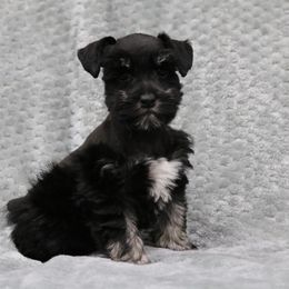 George - Black and silver male Miniature Schnauzer puppy in Tremonton, Utah from Rocky Mountain Schnauzer
