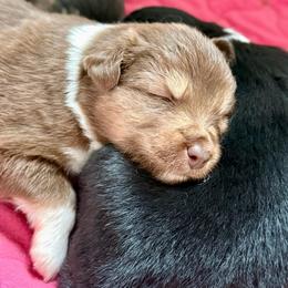 Cinnamon - Red tri female Miniature Australian Shepherd puppy in Gatesville, Texas from Southern Promise Aussie’s