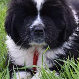 Newfoundlands from Bydand Newfoundlands