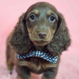 Dapper's Calculated Impact - Atlas - Chocolate and tan male Dachshund puppy in Zephyrhills, Florida from Dapper Doxies