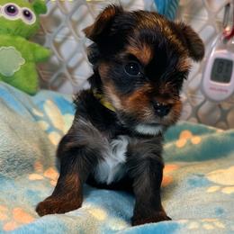 Bruce - Black and tan male Yorkshire Terrier puppy in Ashland, Kentucky from Yorkie Paw