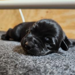 Wednesday - Black female Labrador Retriever puppy in Greenville, Michigan from VK Labradors