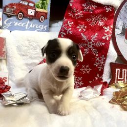 Border Collie and Jack Russell Terrier Puppies from CP FARMS BORDER COLLIES N JACKS CORP
