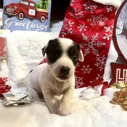 Border Collie and Jack Russell Terrier Puppies from CP FARMS BORDER COLLIES N JACKS CORP