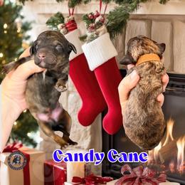 Candy Cane - Sable male Bernedoodle puppy in Banner Elk, North Carolina from Walnut Tree Bernedoodles