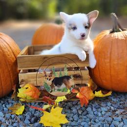 Roulette - Gray and white female American Corgi puppy in Cameron, North Carolina from Butts Family Corgis