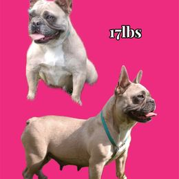 Rosy - French Bulldog
