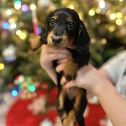 Prancer - Black and tan female Dachshund puppy in Mascot, Tennessee from Magnolia Pearl Dachshunds