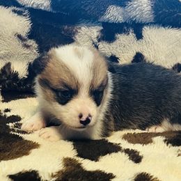 Jax - Red male Pembroke Welsh Corgi puppy in Hillsville, Virginia from Bonderosa Kennels