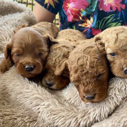 Cavapoo Puppies from Cinda's Cavapoos