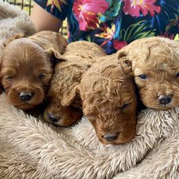 Cavapoo Puppies from Cinda's Cavapoos