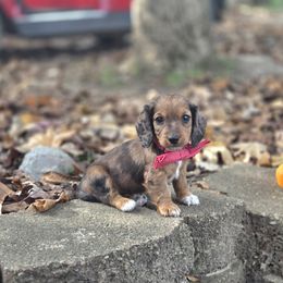 AKC Meet Vin :) - Dapple male Dachshund puppy in Centerville, Iowa from Barnyard Dachshunds, Dals & Doodles