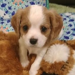 Cavalier King Charles Spaniels from Kingbird Cavaliers