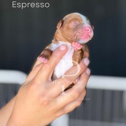 Espresso - Red female Cavapoo puppy in Tulsa, Oklahoma from The Poodle Co. Raising Doodles & Poodles