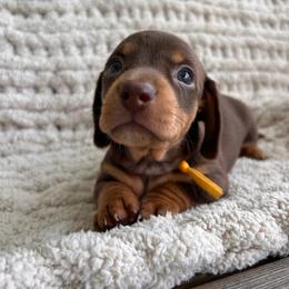 Chocolate and tan female two - Chocolate and tan female Dachshund puppy in Blackstone, Virginia from Cheyenne's Dachshunds