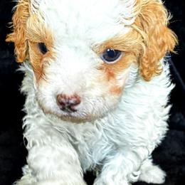 Bichon Frise and Poodle Puppies from Daisy Pups