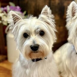 Siya - West Highland White Terrier