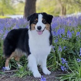Australian Shepherds from Kaliptra Australian Shepherds