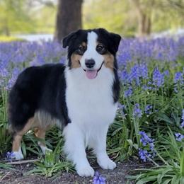 Australian Shepherds from Kaliptra Australian Shepherds