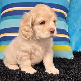 Cupid - Buff and white male Cocker Spaniel puppy in Greers Ferry, Arkansas from Lake Area Cuddly Cockers