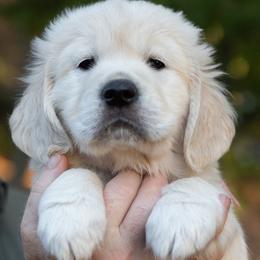 Girl 4 - Light golden female Golden Retriever puppy in Hayward, California from East Bay Golden Retrievers
