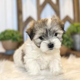 Cavapoo and Coton de Tulear Puppies from Big Gulch Puppies