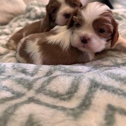 Astra's Boy - Blenheim male Cavalier King Charles Spaniel puppy in Creedmoor, North Carolina from Cavalier Obsession
