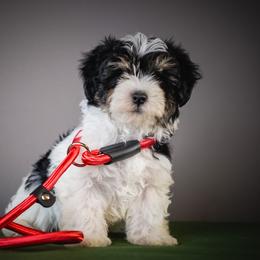 Smokin Red - Black and white male Schnoodle puppy in Caldwell, Idaho from Boise Doodle Co.