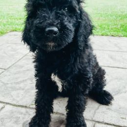 Goldendoodles and Poodles from Southern Tide Poodles & Doodles