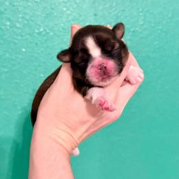 Girl 3 - Black gold and white female Shih Tzu puppy in Stroud, Oklahoma from Laik’s Little Shihtz & Poms