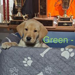 Green Collar - Yellow male Labrador Retriever puppy in Delavan, Wisconsin from Diamond Flush Gun Dogs