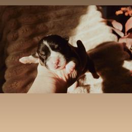 Binx - Black and tan male Pembroke Welsh Corgi puppy in La Porte City, Iowa from Cedar River Corgis