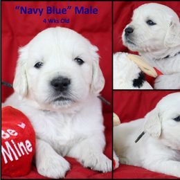 Golden Retriever Puppies from Bullock's Golden Retrievers, LLC