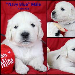 Golden Retriever Puppies from Bullock's Golden Retrievers, LLC