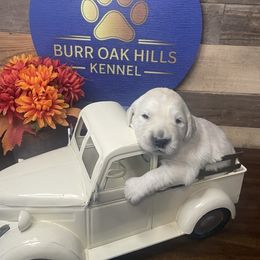 Lagertha - Light golden female Golden Retriever puppy in Kimberly, Idaho from Burr Oak Hills Kennel