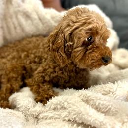 Trixie - Poodle
