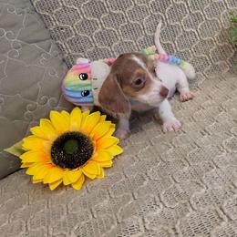 Napy - Dapple female Dachshund puppy in Las Piedras from New Empire Kennels